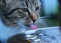 Mengenal Fungsi Papilla, Lapisan pada Lidah Kucing yang Berbentuk Duri