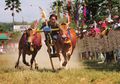 Karapan Sapi, Lomba Pacuan Sapi ala Masyarakat Madura