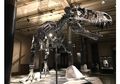 Suka Dinosaurus? Ayo Berkunjung ke Museum Dinosaurus