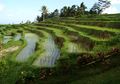 Sawah Indah Jatiluwih Bali Menyegarkan Mata yang Memandangnya