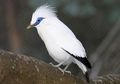 Jalak Bali, Burung Endemik Indonesia Khas Bali