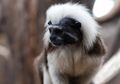 Tamarin Pinche, Primata Kecil dengan Bulu Lembut dan Unik