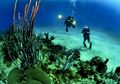 Olahraga Sambil Menikmati Keindahan Bawah Laut, Mau Coba?