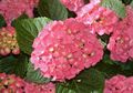 Hydrangea, Bunga Indah yang Dijadikan Perlengkapan Upacara Keagamaan