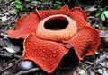 Mengenal Rafflesia, Bunga Raksasa dari Hutan Bengkulu