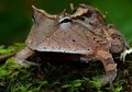 Kodok Bertanduk yang Mirip dengan Daun
