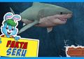 FAKTA UNIK - Rahasia Megalodon si Hiu Purba