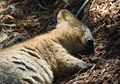Quokka yang Selalu Tersenyum