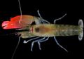 Synalpheus Pinkfloydii, Udang dengan Suara Super Keras