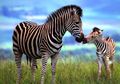 Ternyata Belang Zebra Tidak Sama! Seperti Sidik Jari Manusia