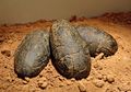 Ditemukan, Telur Dinosaurus Berumur 70 Juta Tahun