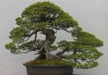 Bonsai, Pohon Mini yang Cantik