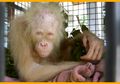 Orang Utan Putih, Bermata Biru yang Langka