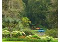 Kebun Raya Cibodas