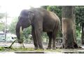 Fakta Seputar Gajah