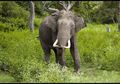 Gajah, Mamalia Hebat