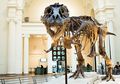 10 Fakta Tyrannosaurus Rex