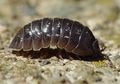 Pill Bug si Tank Mini yang Penuh Kejutan