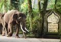 Bermain dengan Gajah-gajah Lucu di Elephant Safari Park Bali