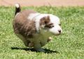 10 Foto Hewan yang Lucu dan Bikin Gemas Banget!