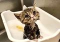 10 Foto Hewan Ini Menggemaskan Banget, Too Cute to be Real!