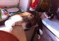 10 Foto Menggemaskan dari Kucing yang Membuktikan Mereka Punya Dunia Sendiri. Gemas!