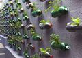 DIY: Bikin Taman Vertikal Yuk!