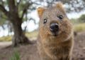 Yuk, Kenalan Sama Quokka, Hewan Super Imut yang Bakal Bikin Kita Gemas!