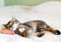 8 Hewan yang Lagi Tidur Ini Super Cute dan Bikin Kita Gemas!