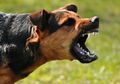 Pit Bull Menggigit Anak Kecil Hingga Tewas. Ini 7 Alasan Anjing Bisa Menyerang Manusia