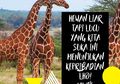 Hewan Liar Tapi Lucu yang Kita Suka Ini Menunjukan Kepribadian, Lho!