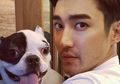Belajar dari Kasus Mrs. Kim yang Digigit Anjing Milik Siwon 'Super Junior', Ini Fakta Sepsis dan Cara Mengatasinya!