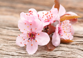 5 Produk Kecantikan Berbahan Dasar Bunga Sakura yang Bikin Kulit Cerah Bersinar