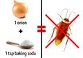 3 DIY Sederhana Untuk Menghilangkan Serangga di Rumah, Bisa Dicoba!