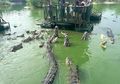 Wisata Ekstrim, Dikepung Puluhan Buaya Para Pengunjung Malah Kegirangan! Berani Coba?