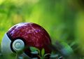 Film Pertama Pokemon Bikin Penonton Nggak Mudah Terprovokasi