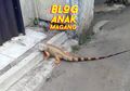 Hari Ke-5 Magang HAI: Ngabuburit Bersama Iguana