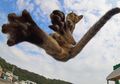 Dibanding Kura-kura, Kucing Lebih Cocok Menjadi Ninja. 7 Foto Ini Buktinya