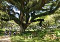 Di Banyuwangi Ada Hutan Mirip Kayak Tempat di Lord of the Rings