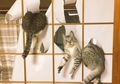 7 Aksi Nakal Kucing Rumah Yang Tertangkap Kamera