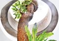 4 Hal Sederhana dalam Merawat Pohon yang Perlu Kita Perhatikan