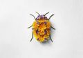 Natura Insects: Seni yang Unik dan Cantik dari Jepang yang Buat Jatuh Cinta!