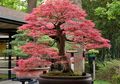 Tips Jitu Rawat Bonsai Agar Semakin Indah