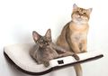 Punya Hewan Peliharaan? Ini Dia 5 Tips Membersihkan Rumah dari Kotoran Mereka!