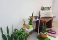 Tips Mudah Merawat Tanaman Indoor Ala ‘Ibu Ecy’ Agar Tetap Segar dan Tidak Mati