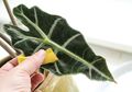 Jangan Langsung Dibuang, Ternyata Kulit Pisang Berguna untuk Tanaman!