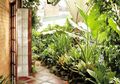 Yuk, Cegah Banjir dengan Membuat Taman Hujan Alami di Pekarangan Rumah, Makin Hijau!