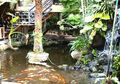Ini Dia Cara Merawat dan Memelihara Taman Kolam yang Baik!