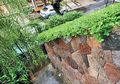 Ciptakan Taman Vertikal nan Cantik dengan Tanaman Unik Ini!
