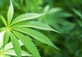 Ternyata, Ganja Berisi 'DNA Makhluk Asing' Dari Luar Tata Surya Kita!